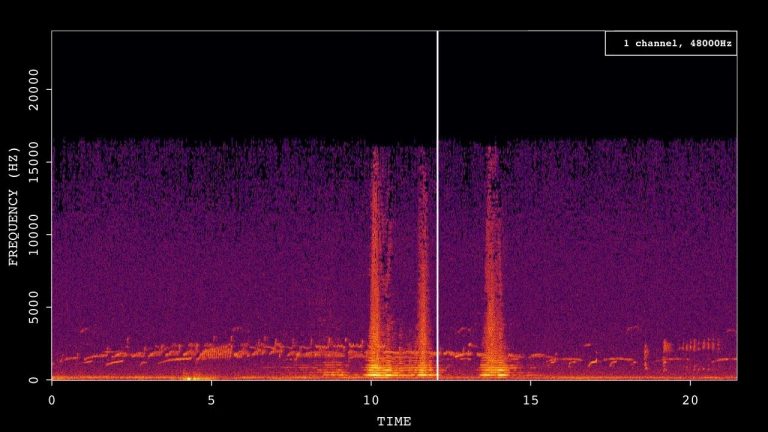 Moorland Sounds